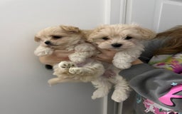 Mixed Breed dogs for sale: beautiful baby Lhatese puppys - Advert 8