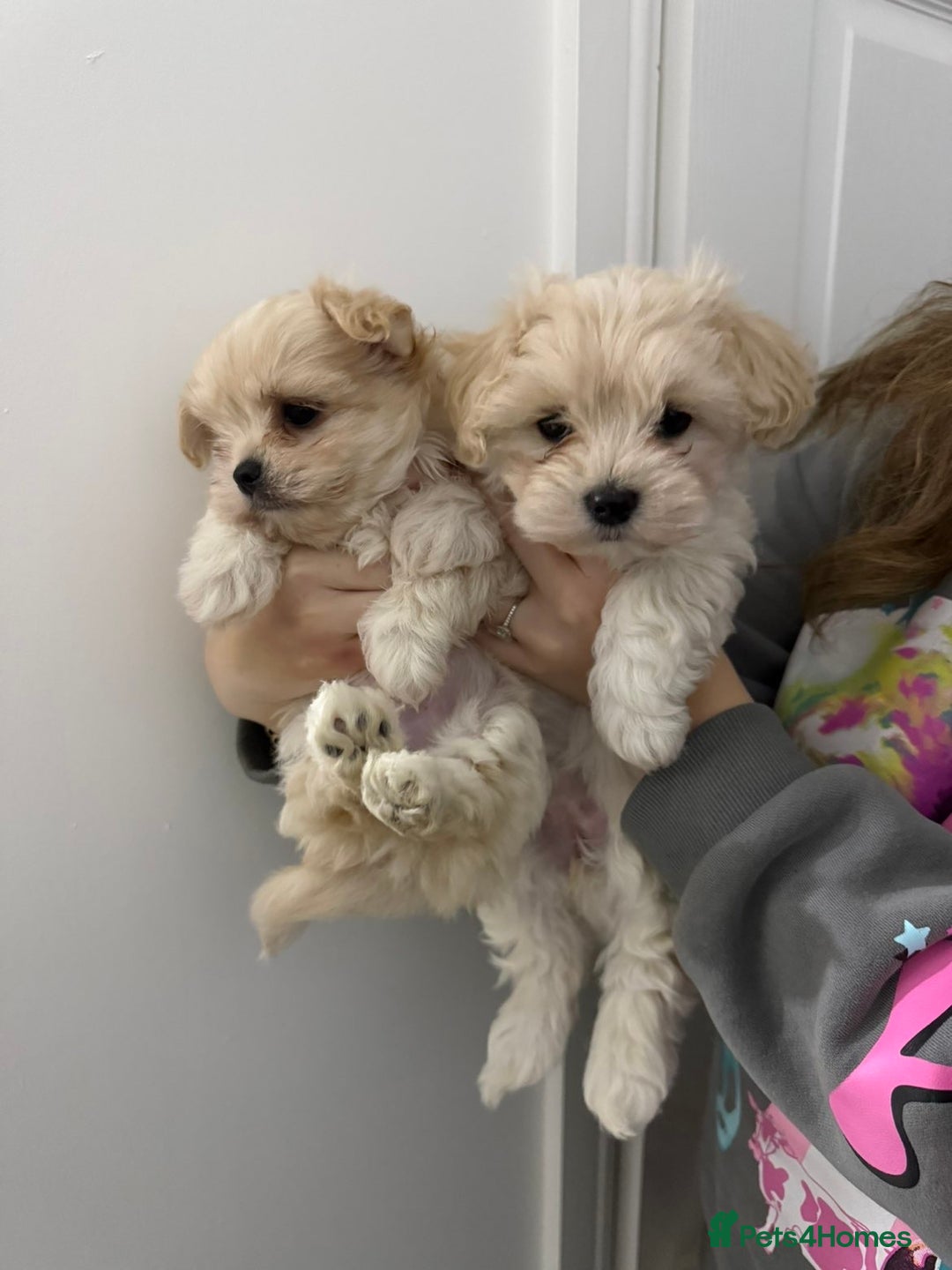 Mixed Breed dogs for sale: beautiful baby Lhatese puppys - Advert 8