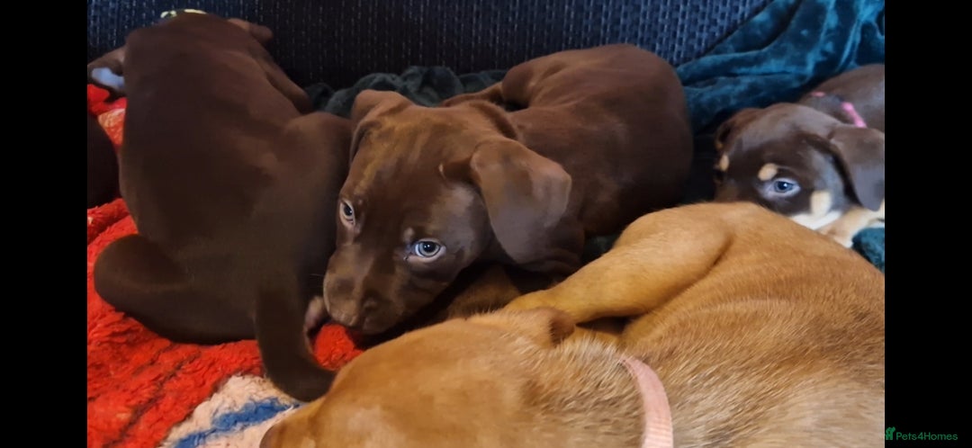 Mixed Breed dogs for sale: Doberman/labrador x american bulldog/english staff - Advert 9