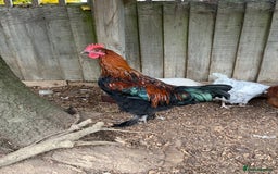 Chickens poultry for sale: Copper black Maran cockerel  - Image 3