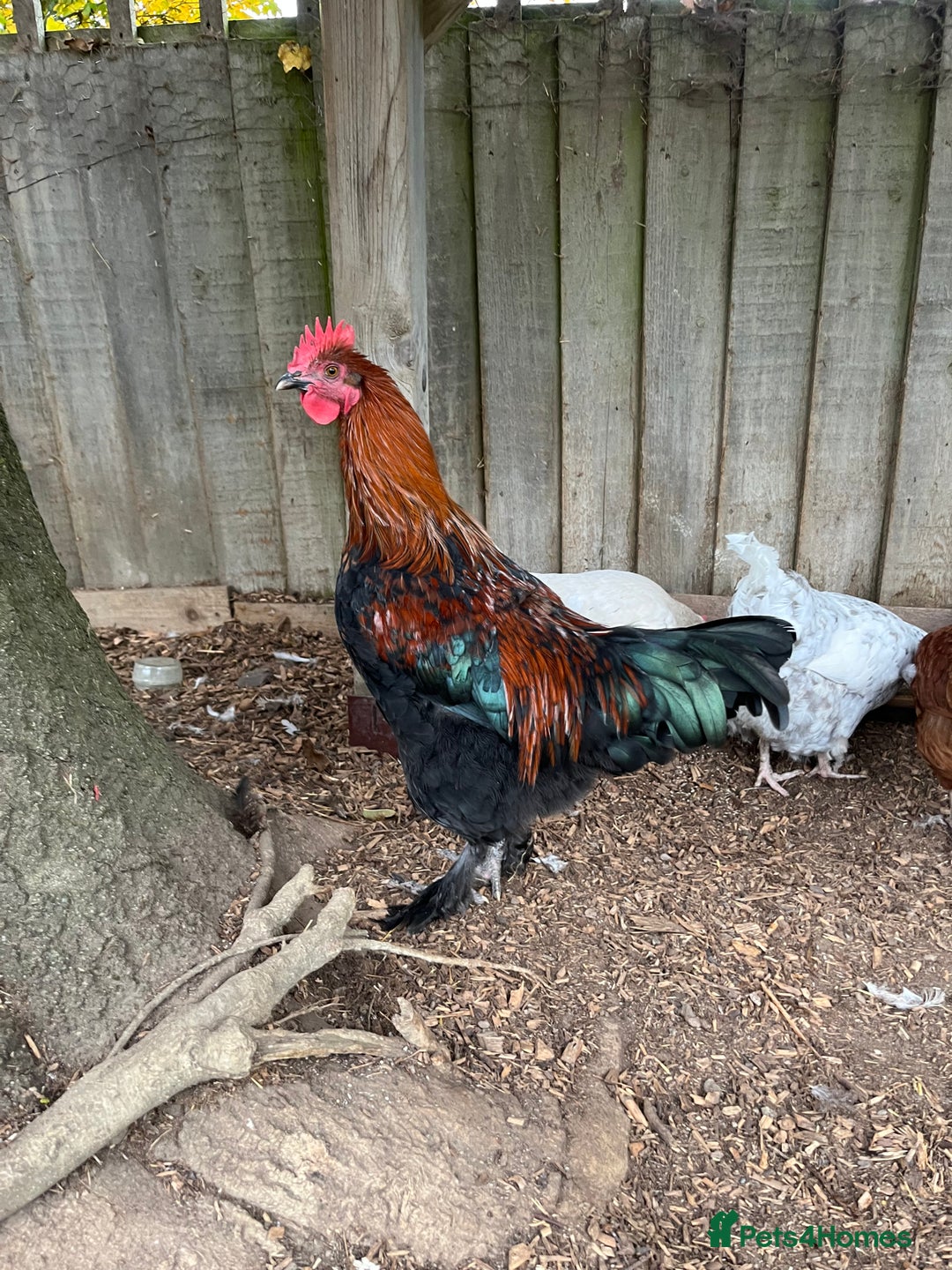 Chickens poultry for sale: Copper black Maran cockerel  - Image 3