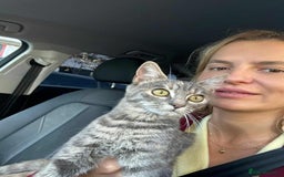 Mixed Breed cats for adoption: Catarina for adoption - Advert 4