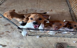 Mixed Breed dogs for sale: Plummer X Jack Russell Puppies - Image 4