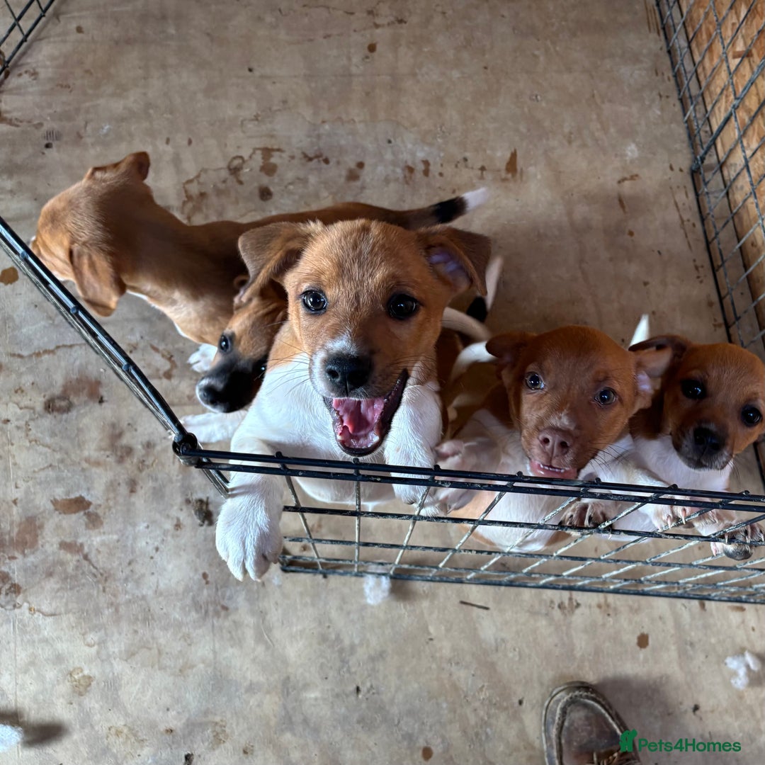 Mixed Breed dogs for sale: Plummer X Jack Russell Puppies - Image 4