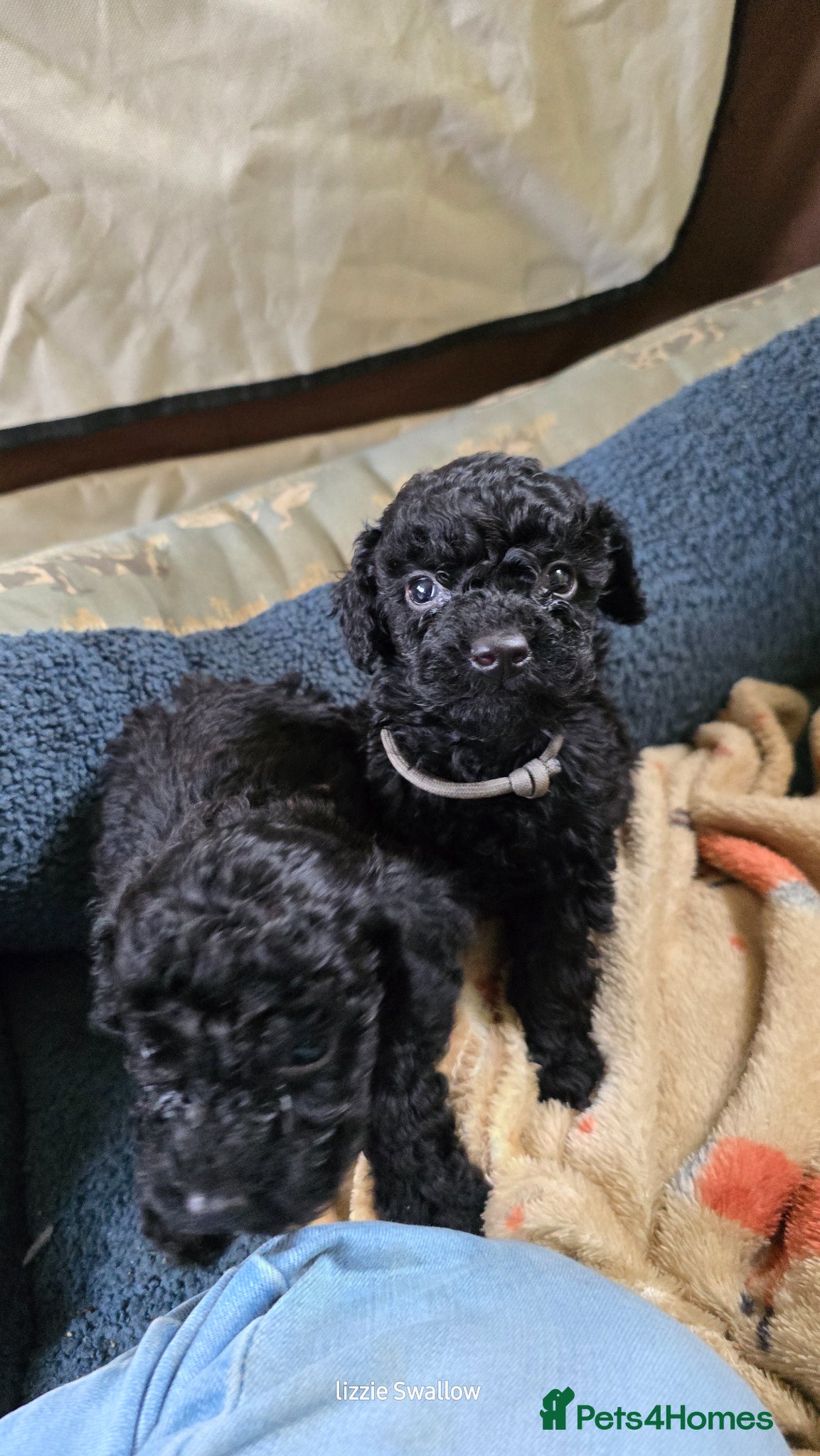 Toy Poodle dogs Pure bred Toy Poodle puppies, Black and Red - Advert 2