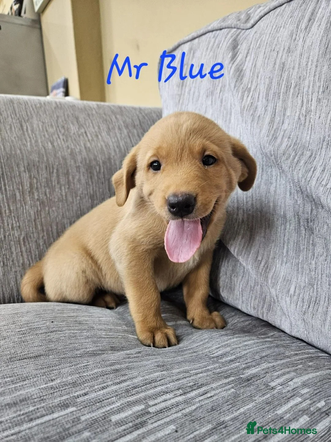 Labrador Retriever dogs for sale: Precious KC Reg Labrador Puppies Yellow/Fox Red - Advert 1
