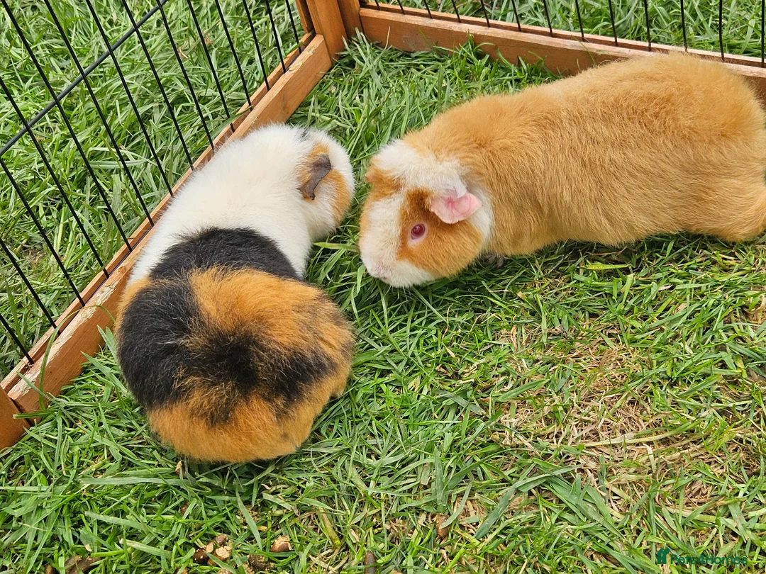 Guinea Pig rodents for sale: Two male Teddy guinea pigs (brothers) - Advert 1