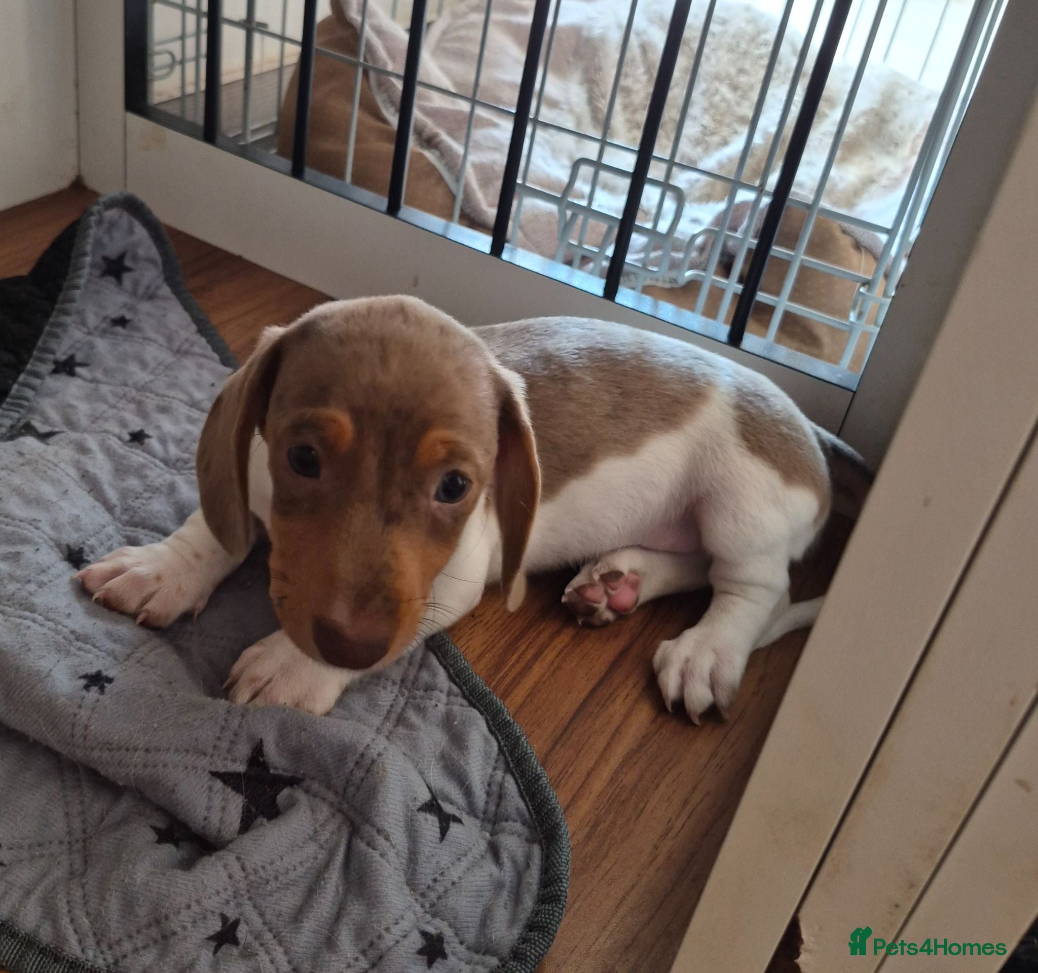 Dachshund dogs Miniature dachshund isabella dapple pied boy  - Advert 1