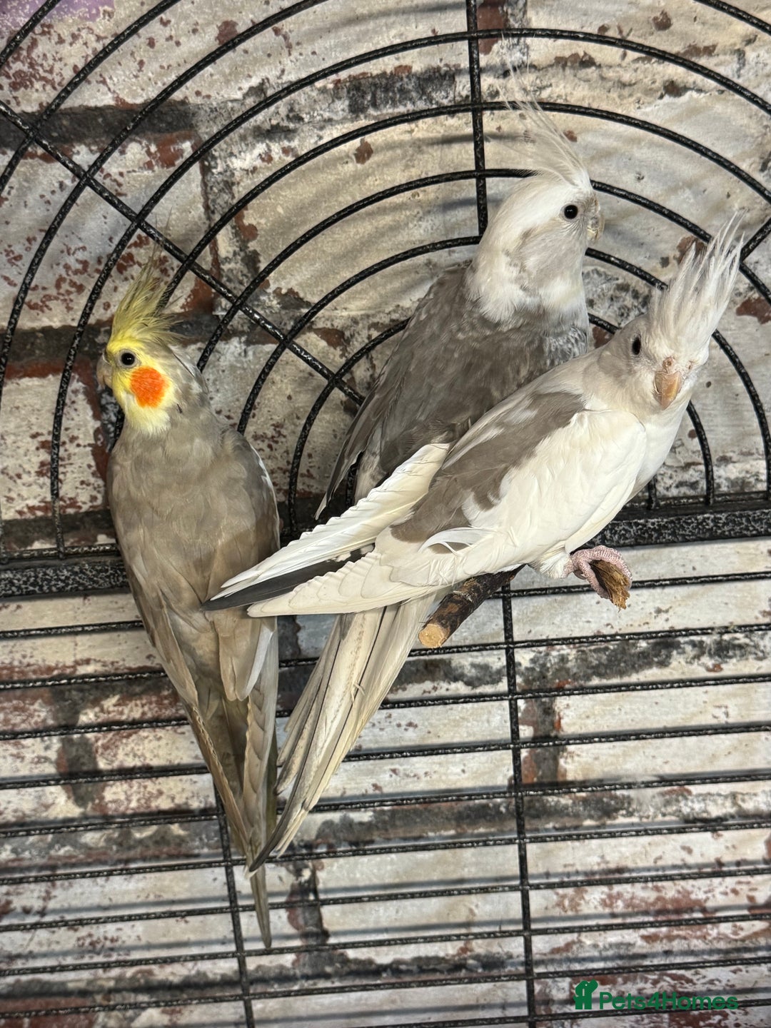 Cockatiels birds for sale: Cockatiels - whitefaced/cinnamon  - Advert 4