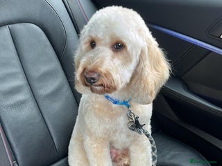 Cavapoo dogs Cockapoo dog male - Advert 5