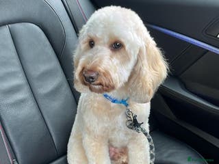 Cavapoo dogs Cockapoo dog male - Advert 14