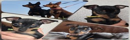 Miniature Pinscher dogs for sale: KC Registered 6 Pure Miniature Pinscher litter - Advert 1