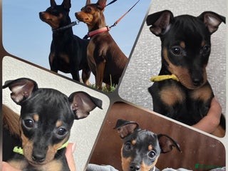 Miniature Pinscher dogs KC Registered 6 Pure Miniature Pinscher litter - Advert 1