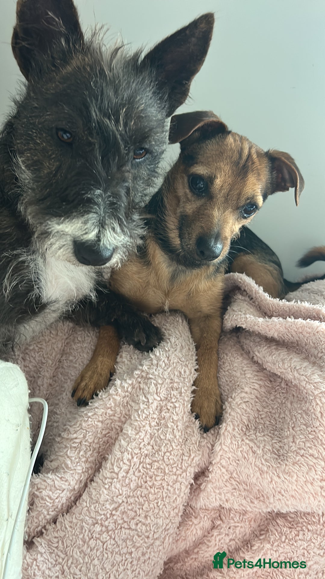 Mixed Breed dogs for sale: Chihuahua x whippet hybrid  - Advert 4