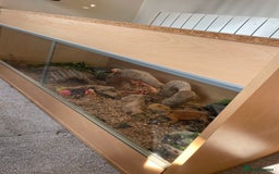 Bearded Dragon reptiles for sale: Bearded dragon - Image 7