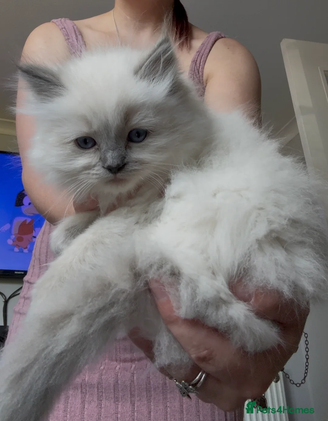 Ragdoll cats for sale: Chunky and Very Fluffy Ragdoll Kittens - Advert 1