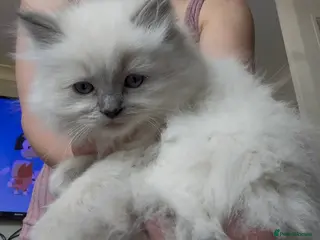 Ragdoll cats Chunky and Very Fluffy Ragdoll Kittens - Advert 1
