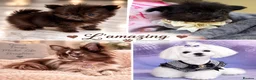 Mixed Breed dogs for sale: EXQUISITE micro Malchi pups DWKC reg 5* licensed - Advert 1