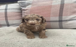 Cockapoo dogs for sale: f1b toy  stunning cockerpoos  - Image 13