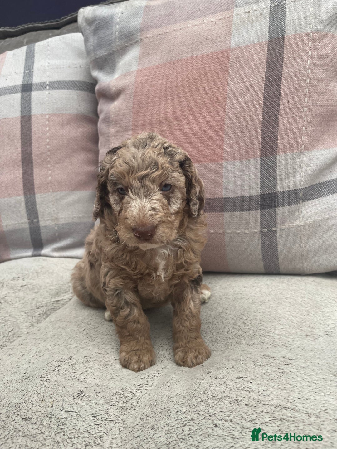 Cockapoo dogs for sale: f1b toy  stunning cockerpoos  - Image 13