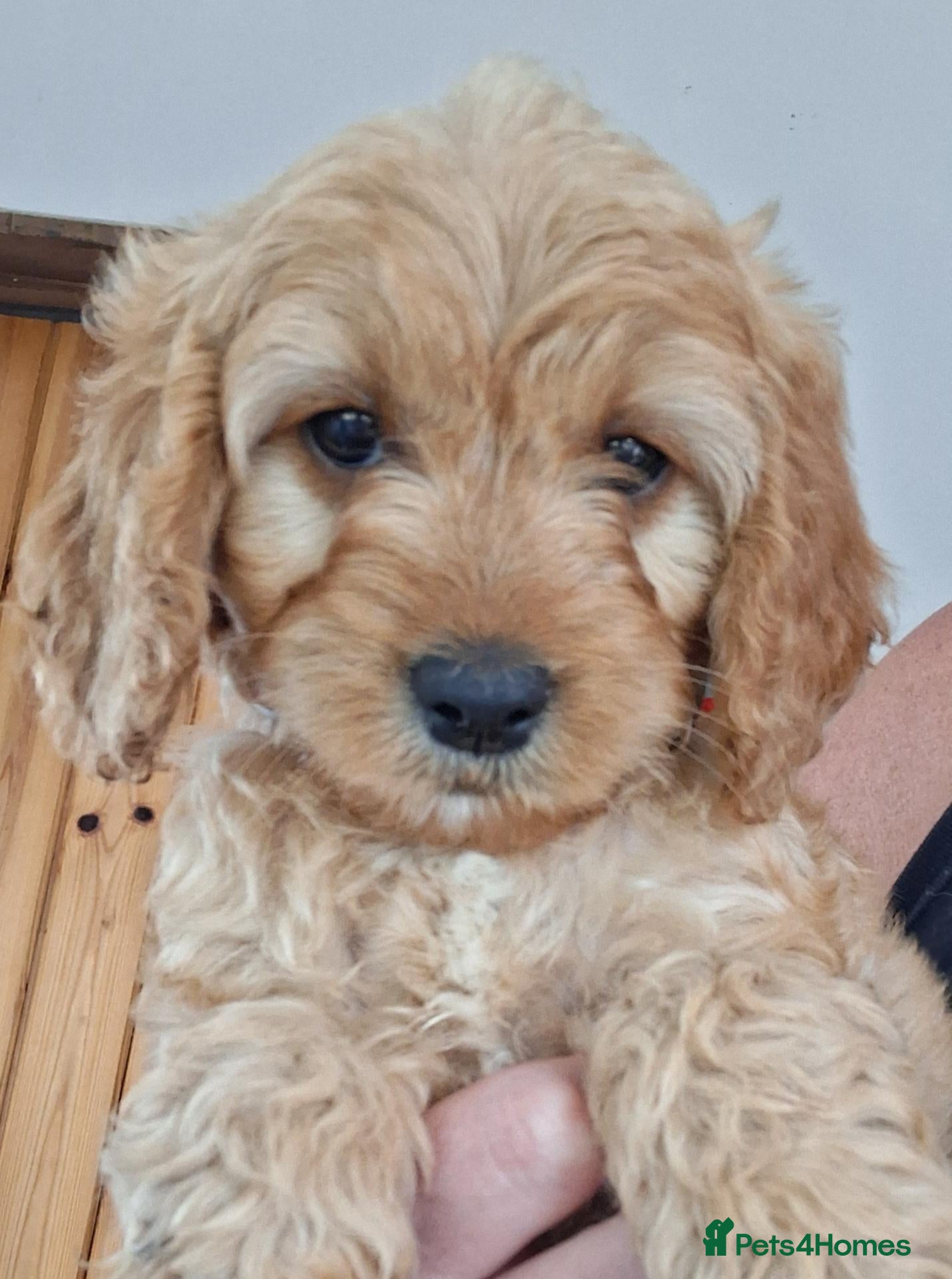 Cockapoo dogs Cockapoo boy puppy for sale  - Advert 1