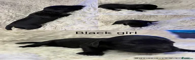 Black girl