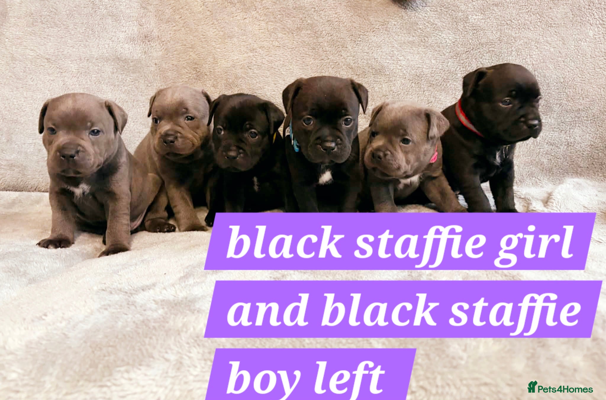 Staffordshire Bull Terrier dogs Tiny paws,  Big personalities 🐾❤️ - Advert 14