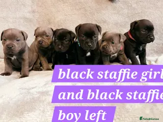 Staffordshire Bull Terrier dogs Tiny paws, Big personalities 🐾❤️ - Advert 14