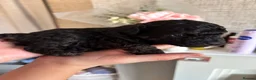 Cavapoo dogs for sale: 1 tiny boy still searching for his home - Advert 23