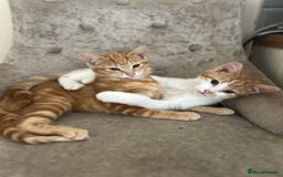 Domestic Shorthair cats for sale: Must stay together-  male & female kittens - Image 6