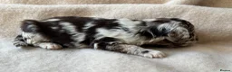 Sproodle dogs for sale: F1 Sproodle Puppies  - Advert 4