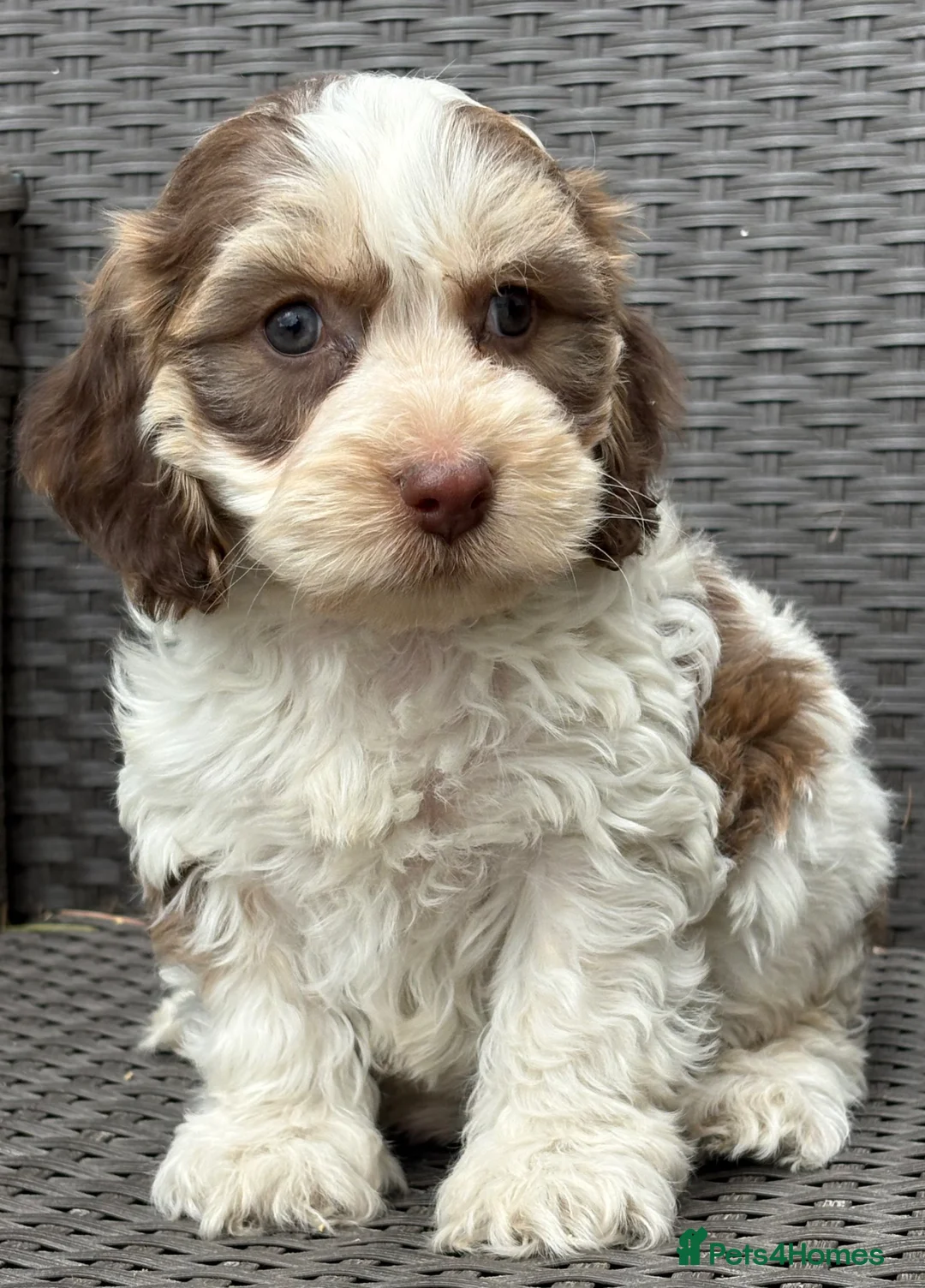 Cockapoo dogs for sale: F1 cockapoo puppies  - Advert 1