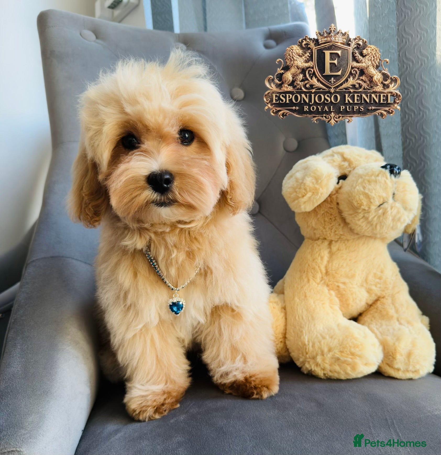 Maltipoo dogs 👑 Last Exquisite Esponjoso Royal maltipoo Boy 👑 - Advert 5