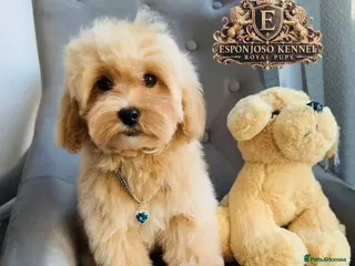 Maltipoo dogs 👑 Last Exquisite Esponjoso Royal maltipoo Boy 👑 - Advert 5