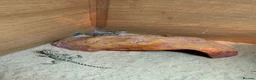 Dragon reptiles for sale: Baby Rankin dragons for sale - Advert 5