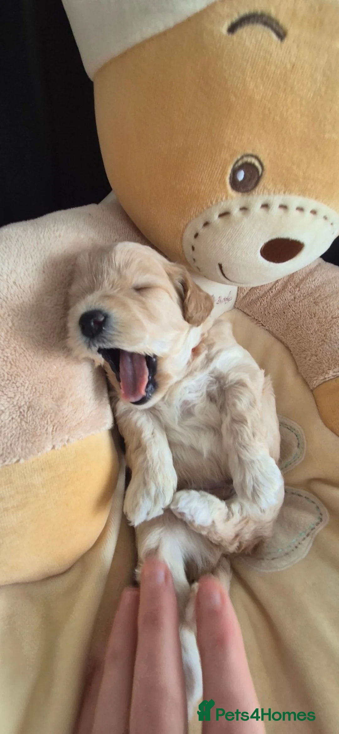 Mixed Breed dogs for sale: Cavapooshon puppies  in Nairn - Advert 2