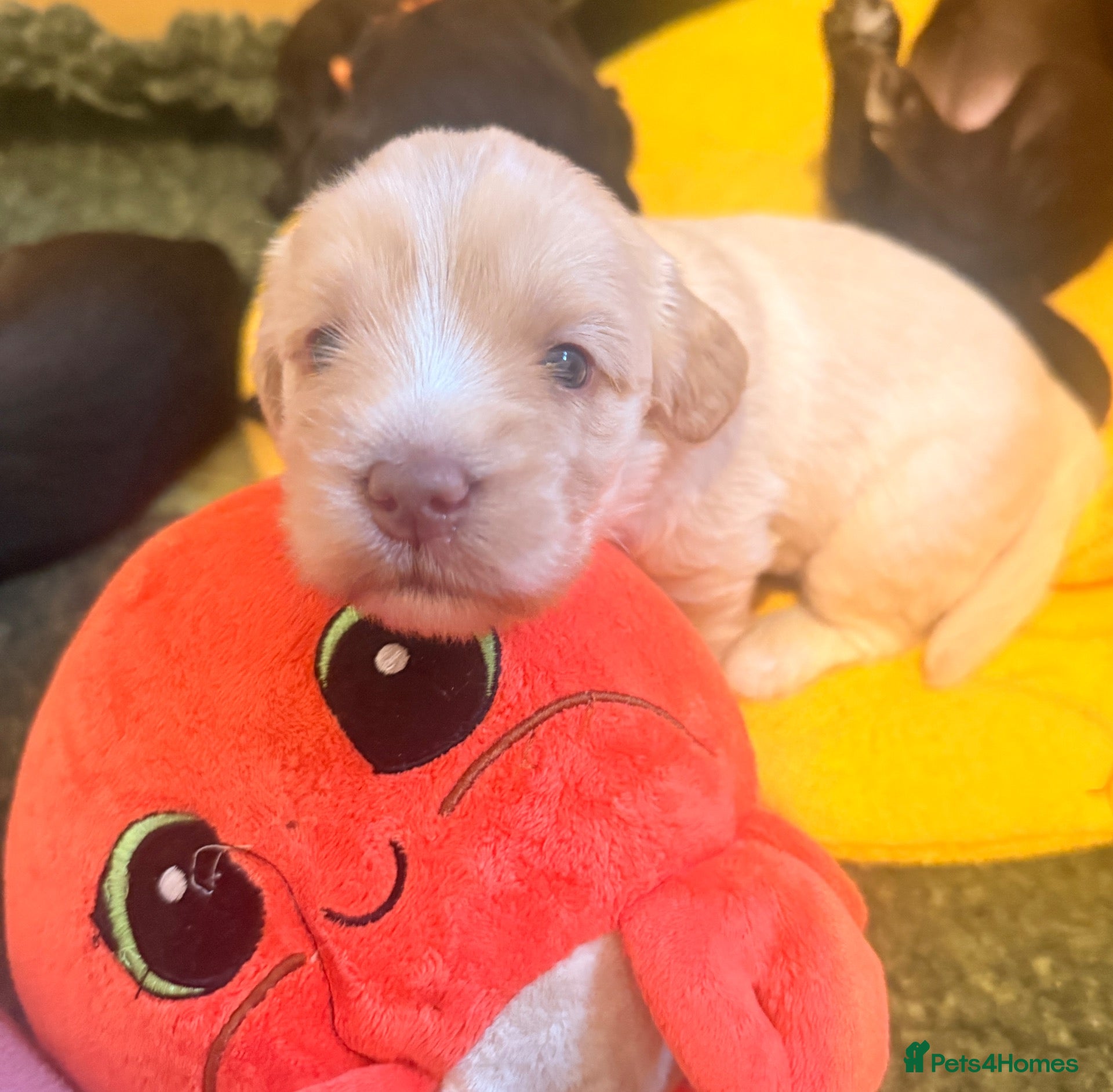 Australian Labradoodle dogs     🐾 Adorable Australian Labradoodle Puppies  - Advert 1
