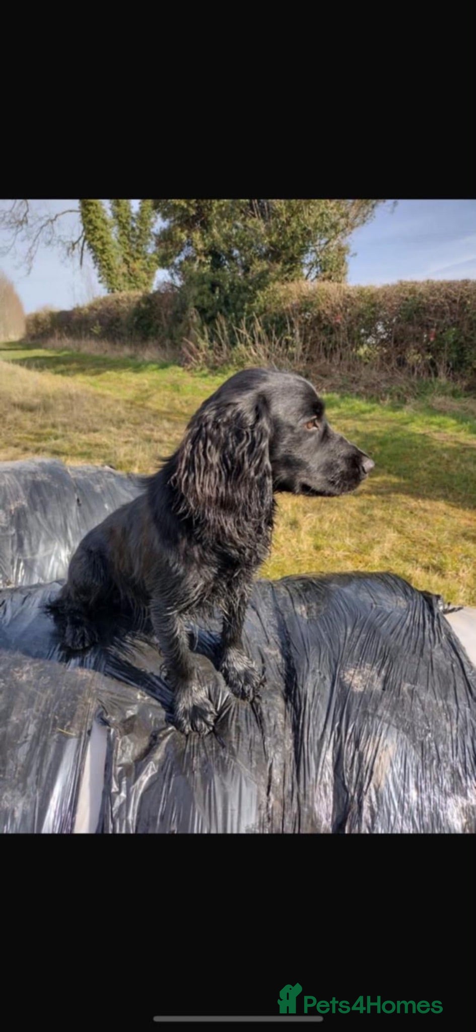 Cocker Spaniel dogs Kc registered Cocker Spaniels  - Advert 1