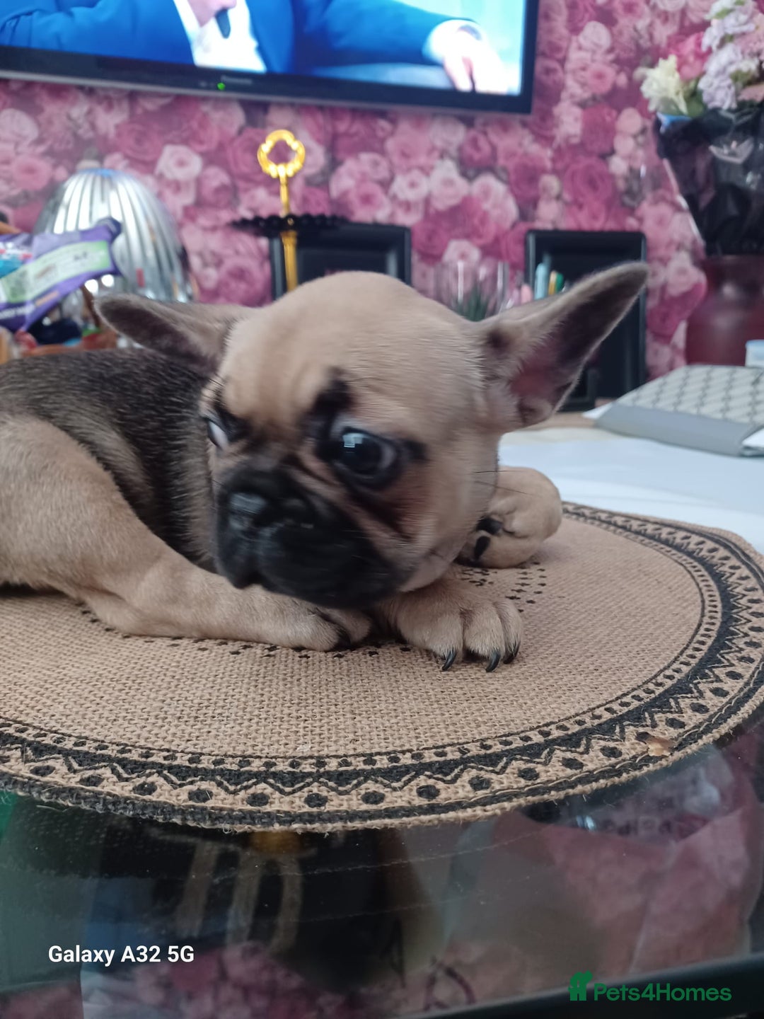 French Bulldog dogs for sale: French bulldog puppies - Image 8