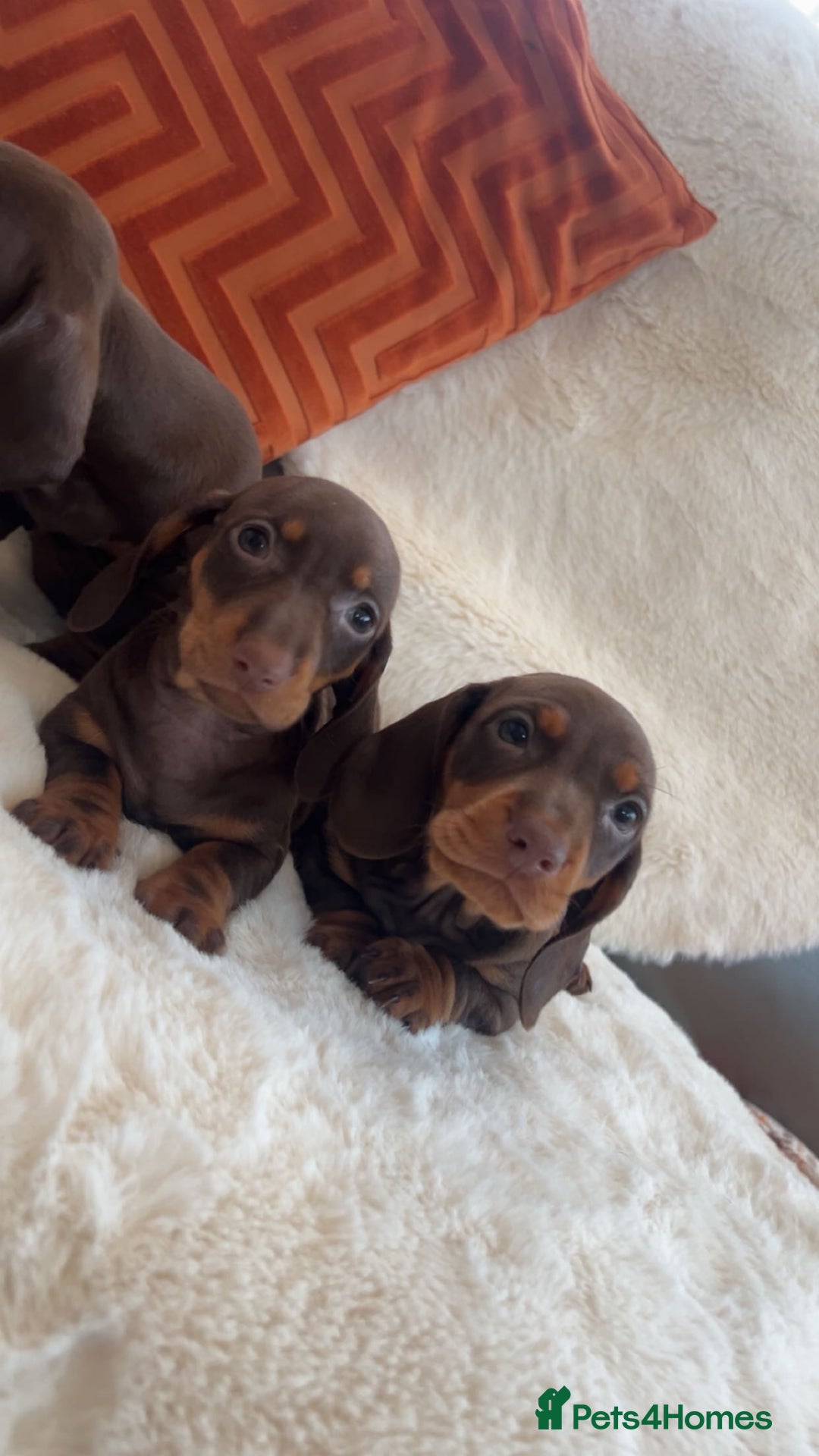 Dachshund dogs for sale: Dachounds for sale  - Image 7
