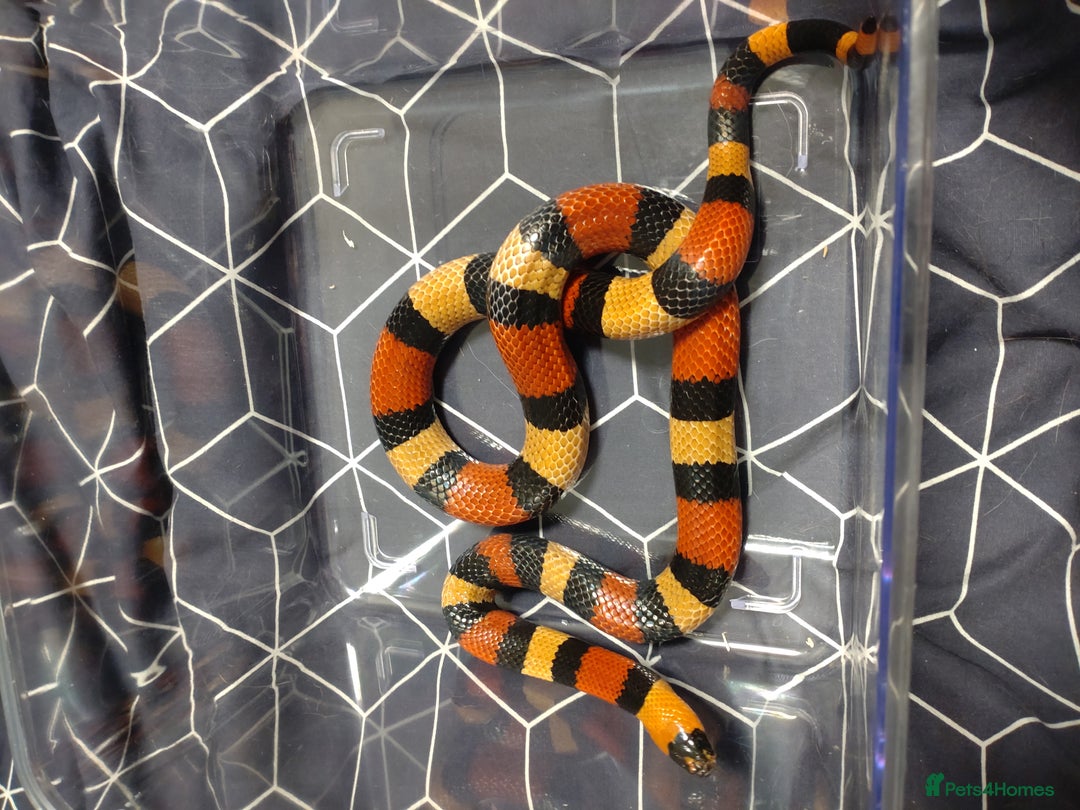Milk Snake reptiles for sale: unsexed pueblan apricot milk snake - Image 4
