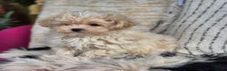 Maltipoo dogs for sale: Amazing Tiny Korean Maltipoo Puppies.  - Advert 10
