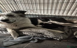 Border Collie dogs for sale: Border collie puppies for sale  - Image 11