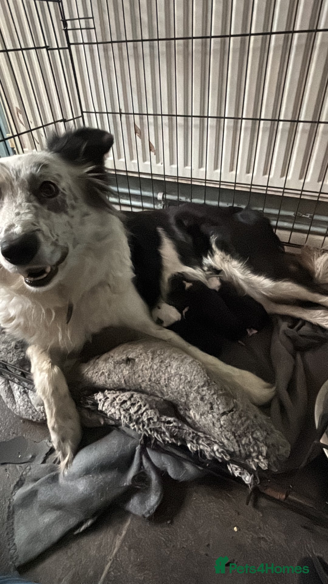 Border Collie dogs for sale: Border collie puppies for sale  - Image 11