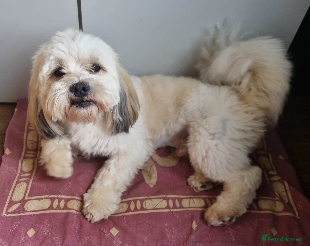 Lhasa Apso dogs for stud: Handsome Lhasa Apso stud (Proven) in Pontefract - Image 1