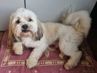 Lhasa Apso dogs Handsome Lhasa Apso stud (Proven) in Pontefract - Advert 3