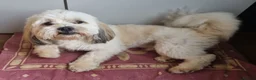 Lhasa Apso dogs for stud: Handsome Lhasa Apso stud (Proven) in Pontefract - Advert 1