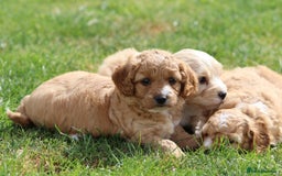 Cavapoochon dogs for sale: Beautiful Cavapoochon puppies for sale - Image 15