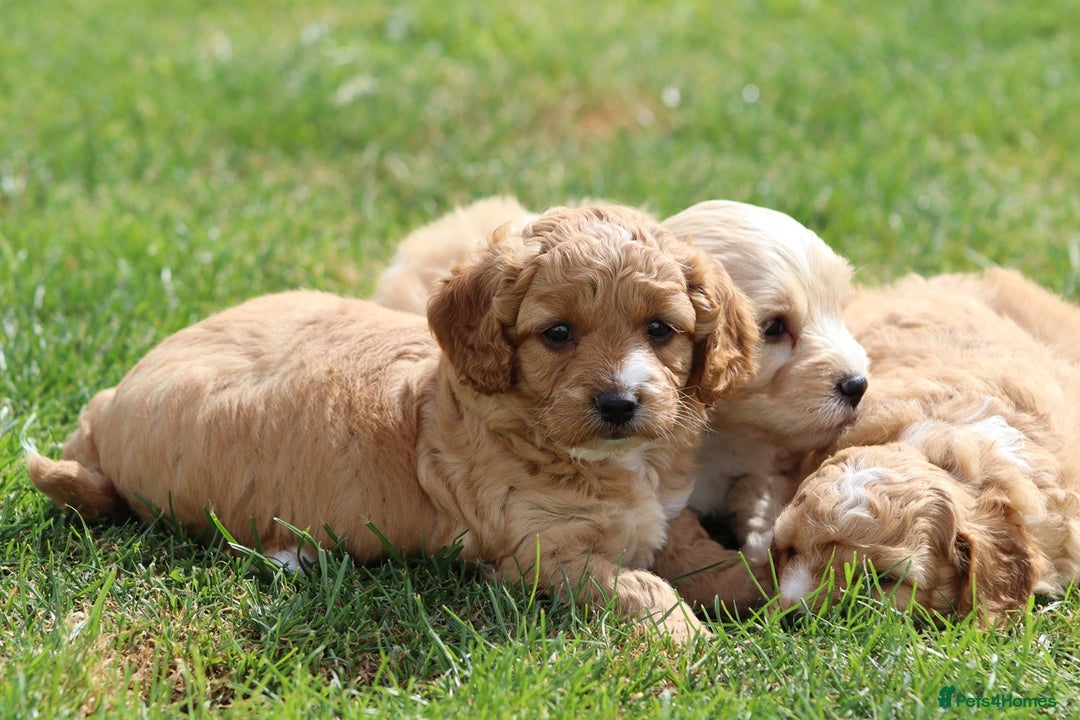 Cavapoochon dogs for sale: Beautiful Cavapoochon puppies for sale - Image 15