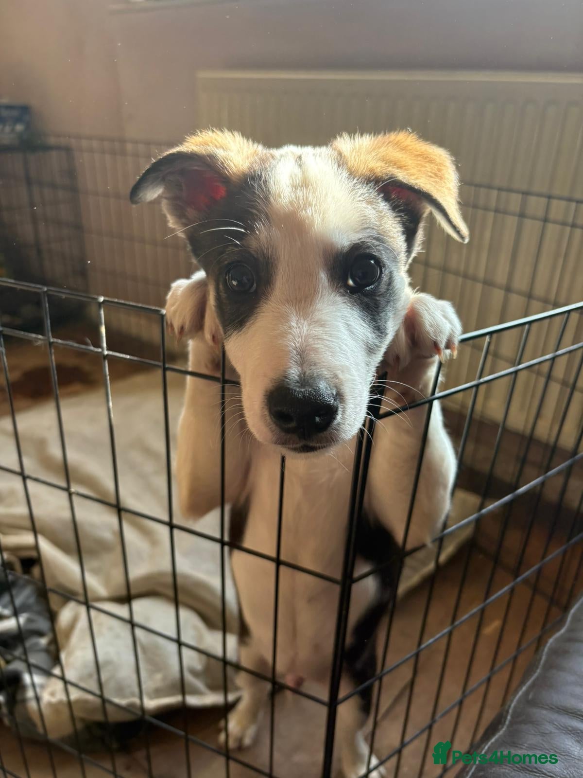 Mixed Breed dogs Male puppy - Advert 9